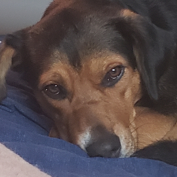 Meet your Posher, Amanda - Picture 4 of 6